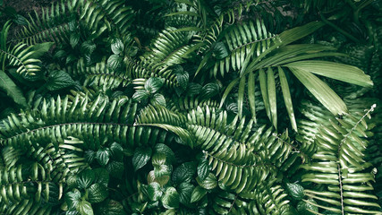 Fototapety  Tropikalny zielony liść w ciemnym odcieniu.