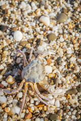 Live crab sitting on small stones on the beach in the summer