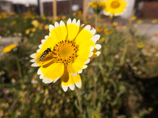 Ein Blühstreifen am Rande eines Parkplatzes. Viele blühende Pflanzen. Ein Paradies für Insekten.