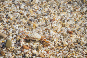 Live crab sitting on small stones in the sea