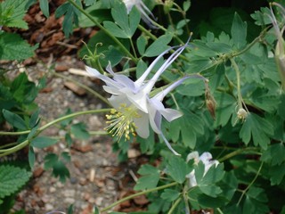 Obraz premium Close up view of a single light blue columbine flower in bloom