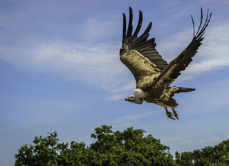 Gänsegeier im Flug