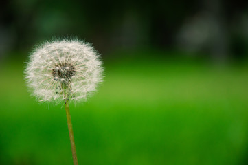 Dandelion on the green background
