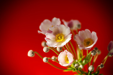 Cute pink flowers