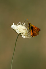 Dickkopffalter auf Blüte