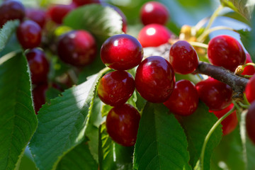 Bunches of ripe red cherry close-up on a sunny day