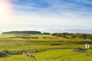 Fototapeta na wymiar Beautiful scenic landscape with sheep. Sheep grazing on a green field