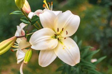 Lilium candidum L., Pinsk, Belarus