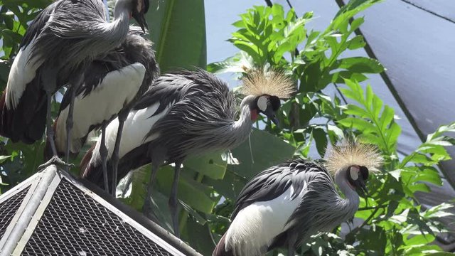 Crowned crane. Balearica pavonina in zoo