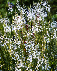 Obraz na płótnie Canvas sunny summer day in the garden; Green background with many white small flowers on the stems; abstract picture with some flowers in focus
