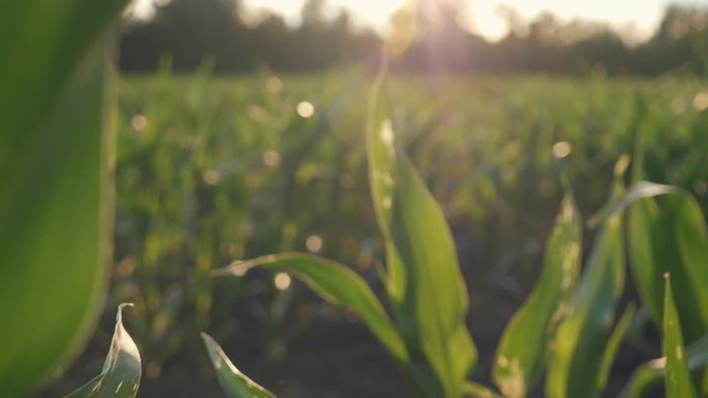 beautiful corn field at sunset