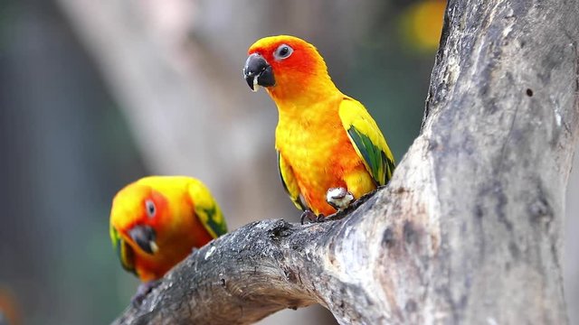 Sun Conure Parrots