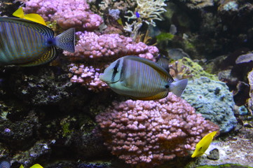Blue fish underwater