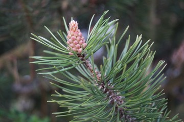 Pine Branch