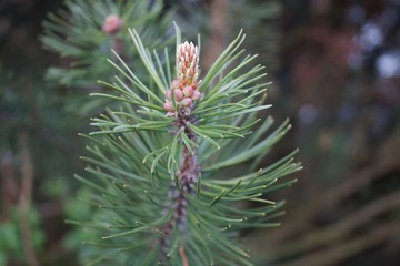 Pine Bud