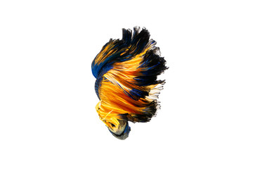 The moving moment beautiful of siamese betta fish in thailand on isolated white background.  © Soonthorn