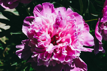 The flower of the peon growing in a summer garden.