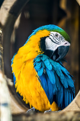 blue-yellow macaw in the zoo