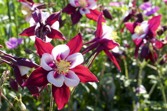 Close up view of red and white columbine flowers in bloom