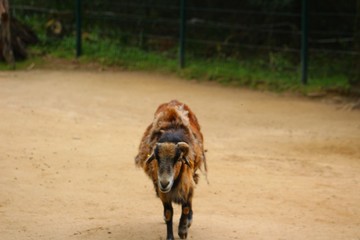 chèvre dans son enclos au zoo