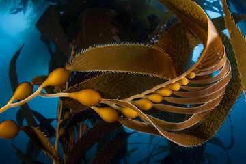 Giant Kelp Growing Underwater in California