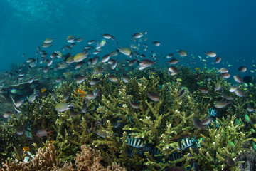 Obraz na płótnie Canvas Damselfish Swim Around Healthy Corals in Raja Ampat