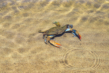 Blue crab with large claws floating in water