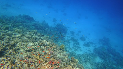 Rafa koralowa - obrazy, fototapety, plakaty