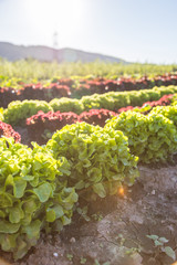 Acker mit reifem Kopfsalat, Landwirtschaft, Abendsonne