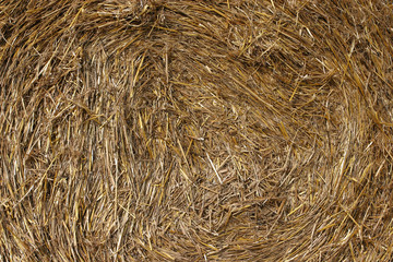 background straw, dry straw, straw background texture, abstract natural for design.