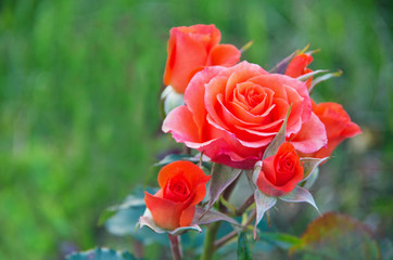 Close-up of garden rose