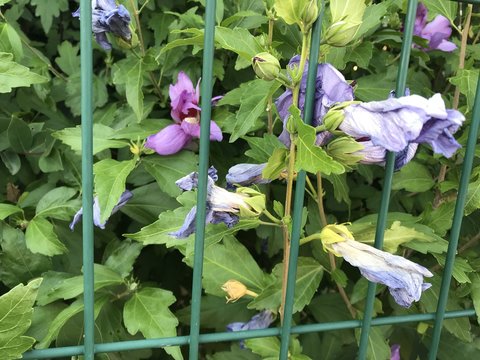 Hibiscus syriacus &agrave; travers le grillage