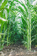 Junge Maispflanzen auf Feld