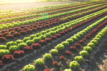 Acker mit reifem Kopfsalat, Landwirtschaft, Abendsonne