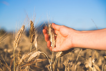 Erntereifes Getreide in der Hand, Landwirtschaft und Ackerbau, Freiraum 
