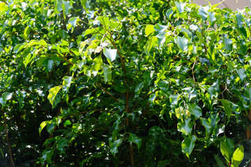 gorgeous background of green leaves with yellow border of tree in the sun