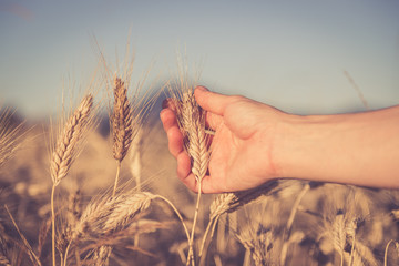 Erntereifes Getreide in der Hand, Landwirtschaft und Ackerbau, Freiraum 