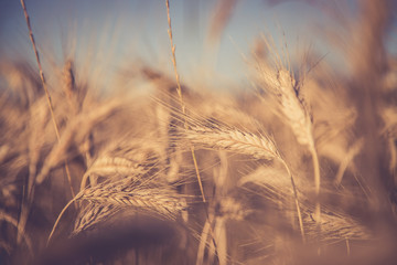 Erntereifes Getreide auf Feld, Landwirtschaft und Ackerbau, Freiraum 