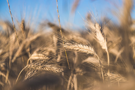 Erntereifes Getreide auf Feld, Landwirtschaft und Ackerbau, Freiraum 