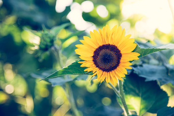 Sonnenblumenfeld, Blüte, Sonnenuntergang