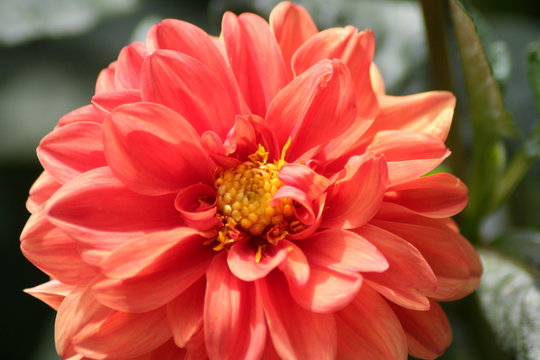 Dalia