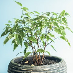 Green plant on a blue background