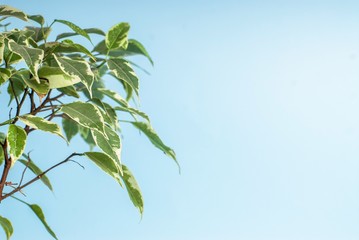 Green plant on a blue background