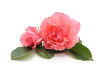 Beautiful pink flowers.