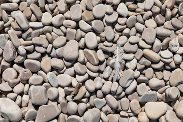 Feather and stick on smooth stone beach