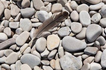 Dark feather on smooth stone beach