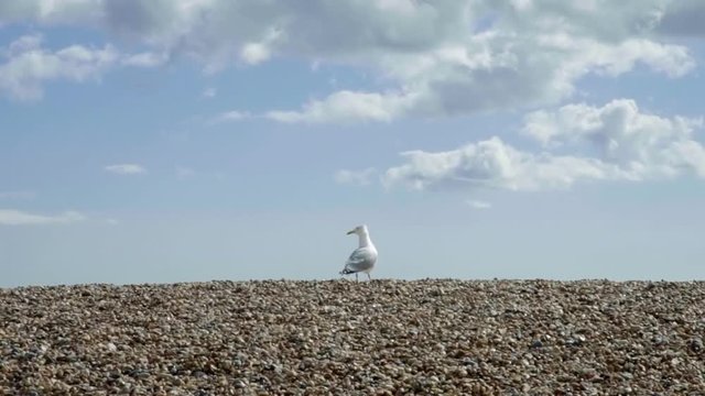 Seagull at the beach - 50% speed