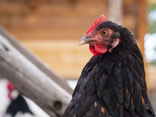 curious black organic chicken with red crest
