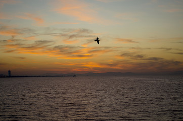 Plakat The red sunset with clouds afterglow and seagull on the gulf