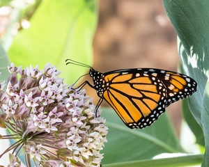 Orange & black Monarch butterfly on milkweed flowers. Also called common tiger, black veined brown and wanderer butterflies